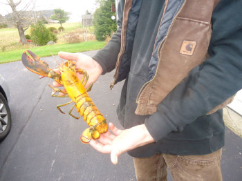 rare yellow lobster
