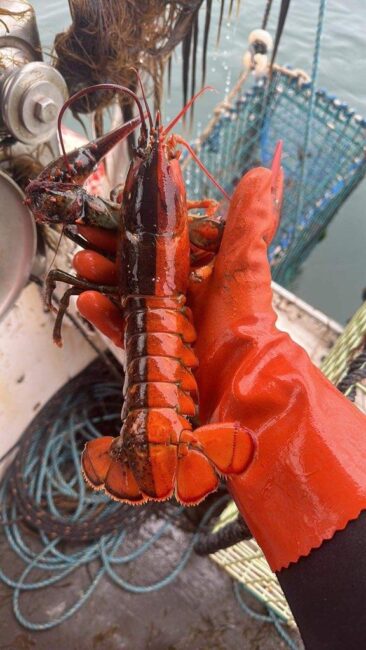 Rare Lobster
